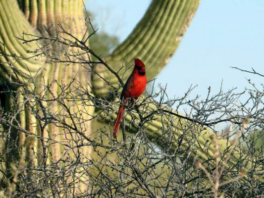 Bosque de Sahuaros, los soldados del desierto de Sonora