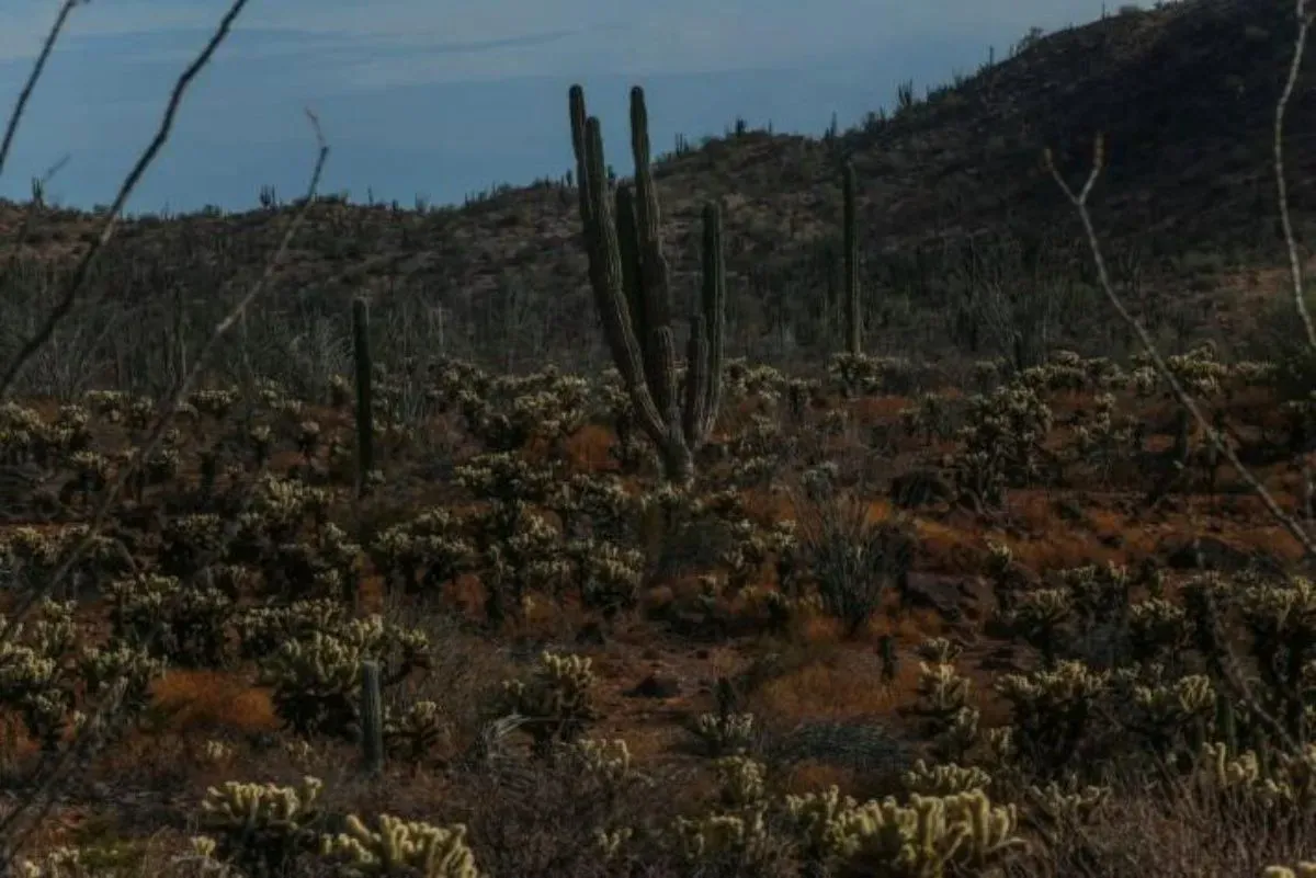 El Desemboque, entre el desierto y el mar