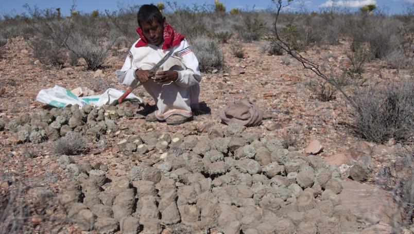 Salud y seguridad de los pueblos indígenas durante el Coronavirus (COVID-19)