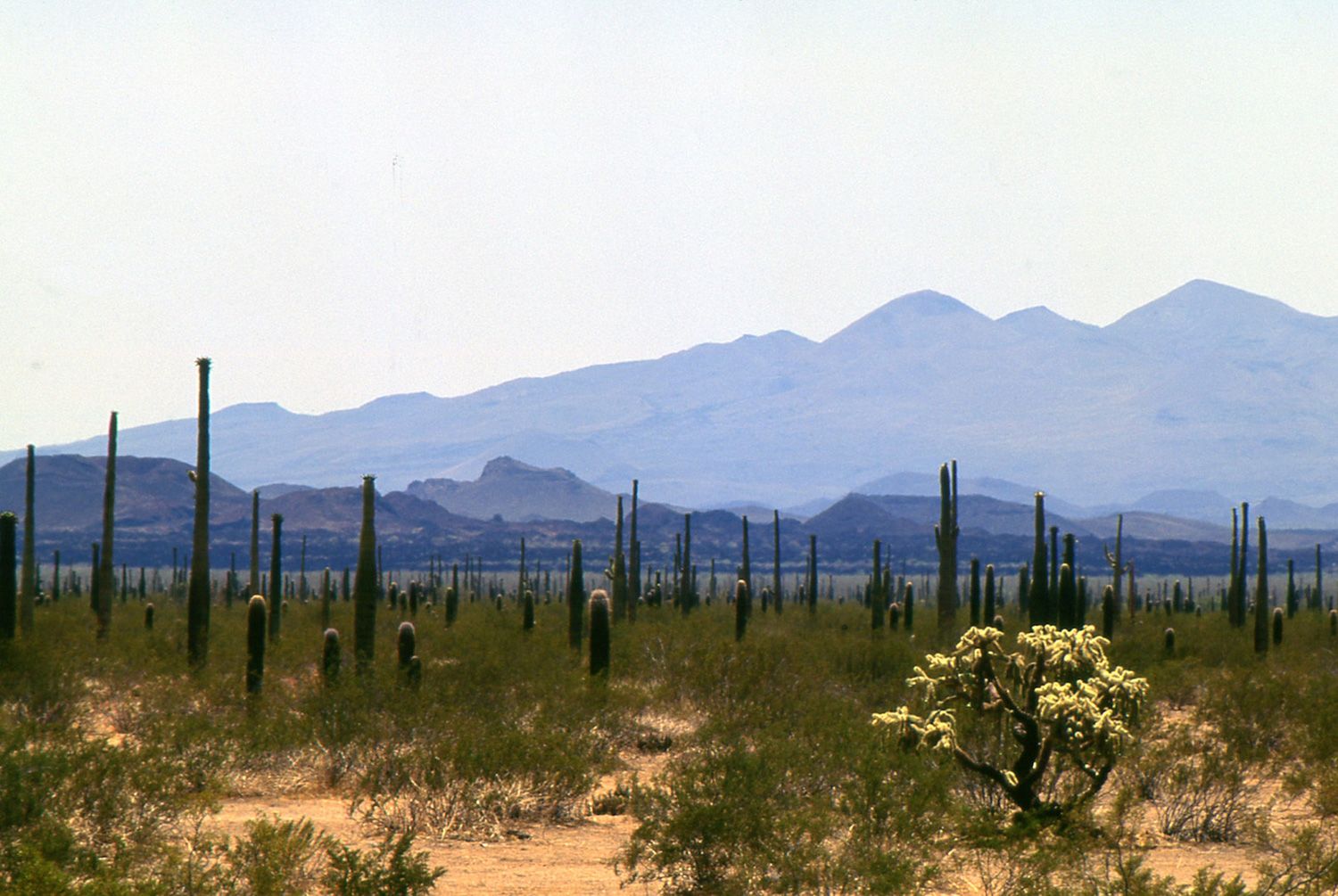 En El Pinacate, dentro del Gran Desierto de Altar, los o´odham mantienen viva la milenaria peregrinación por la sal