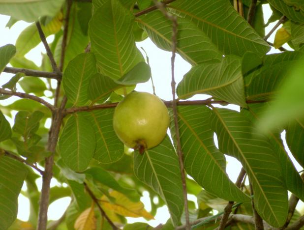 17 beneficios de la hoja de guayaba que seguro no conocías