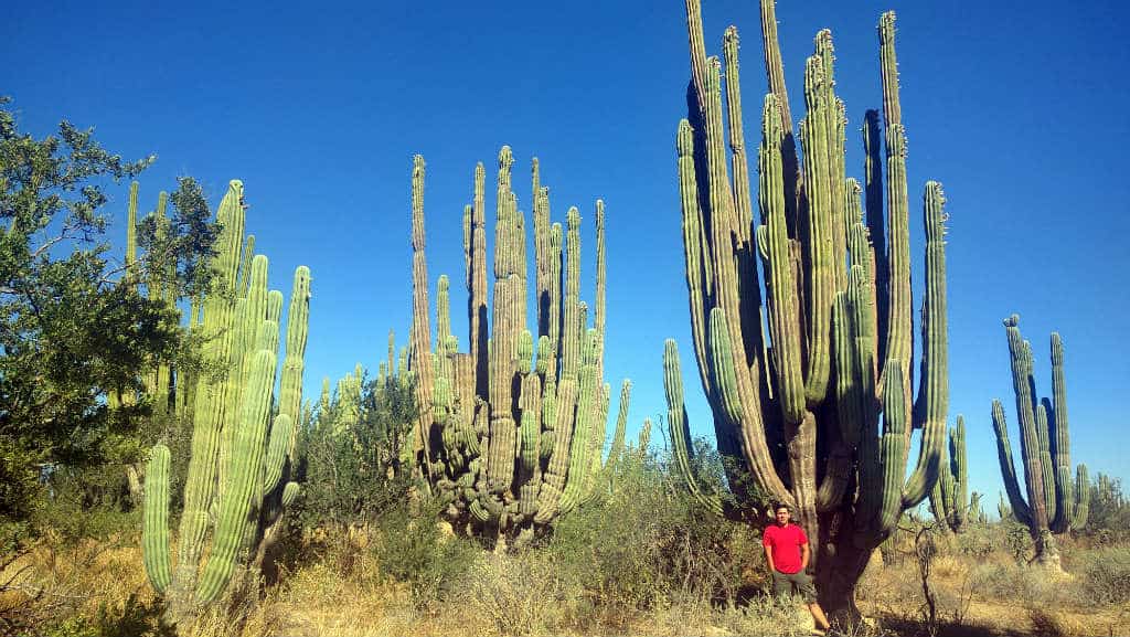 Un increíble bosque de Sahuaros en el desierto de Sonora