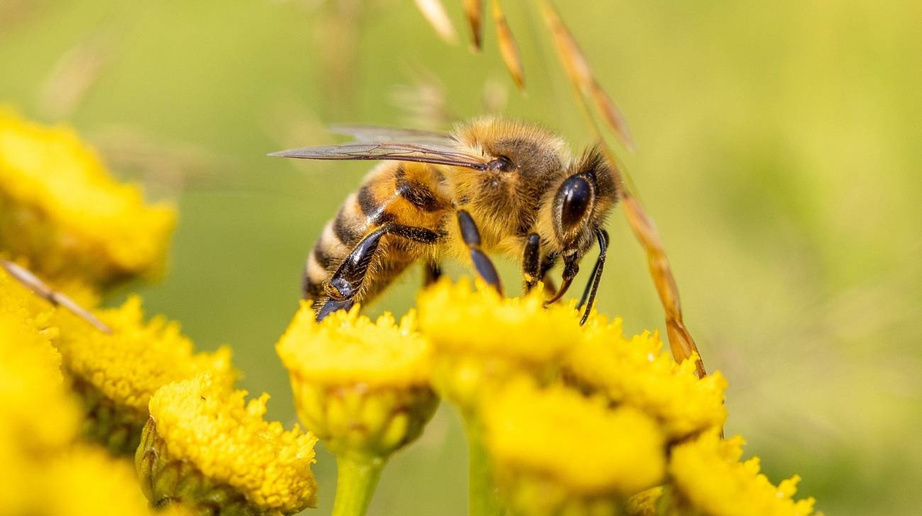 La importancia de las abejas: las reinas del mundo
