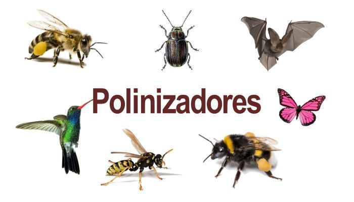Advierten de las graves consecuencias ambientales sociales y económicas de la reducción de los insectos polinizadores
