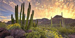 Así exploré el desierto mexicano en una van