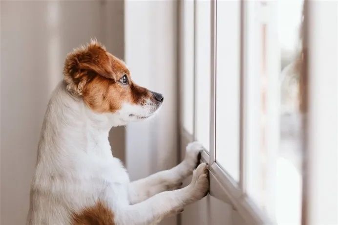 Día Mundial del Perro: por qué se celebra cada 21 de julio