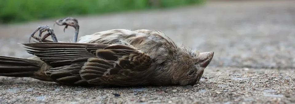 Cómo daña la pirotecnia a los animales