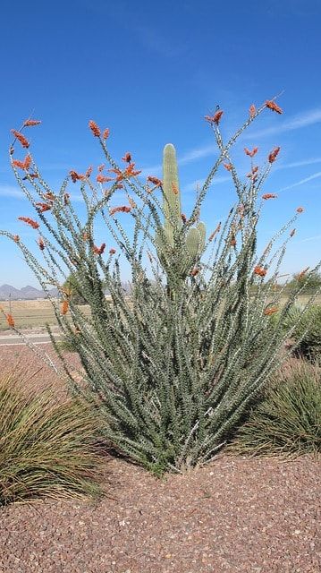 Ocotillo: características, hábitat, propiedades y plagas