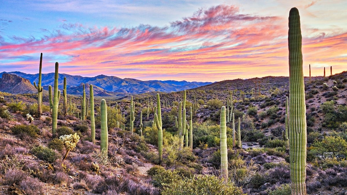 Desierto de Sonora, ¿Por qué hace tanto calor?