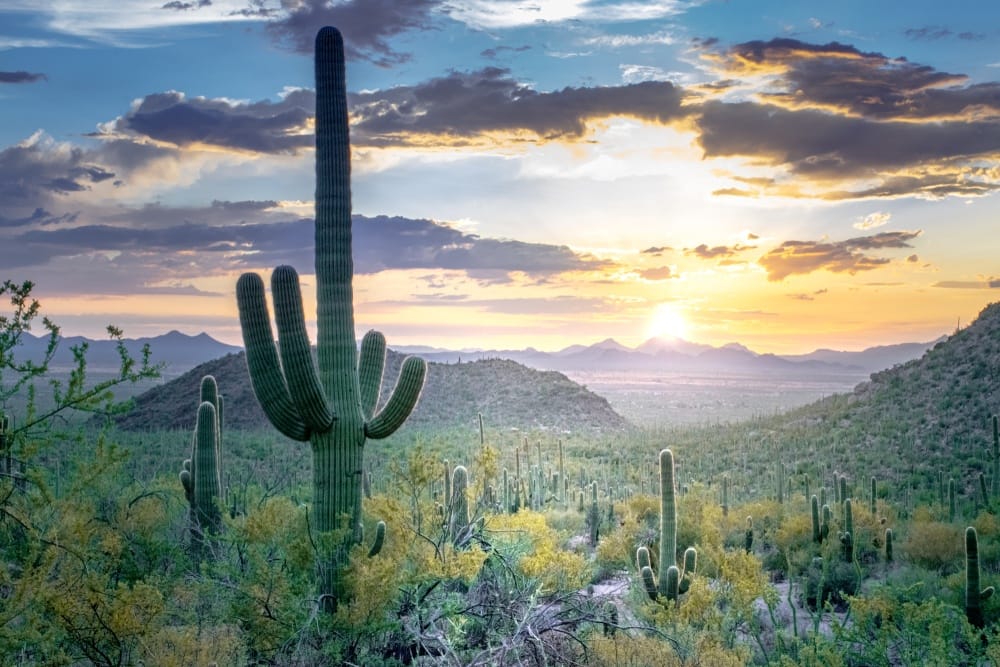 El Desierto de Sonora: Un Ecosistema de Extremos y Diversidad