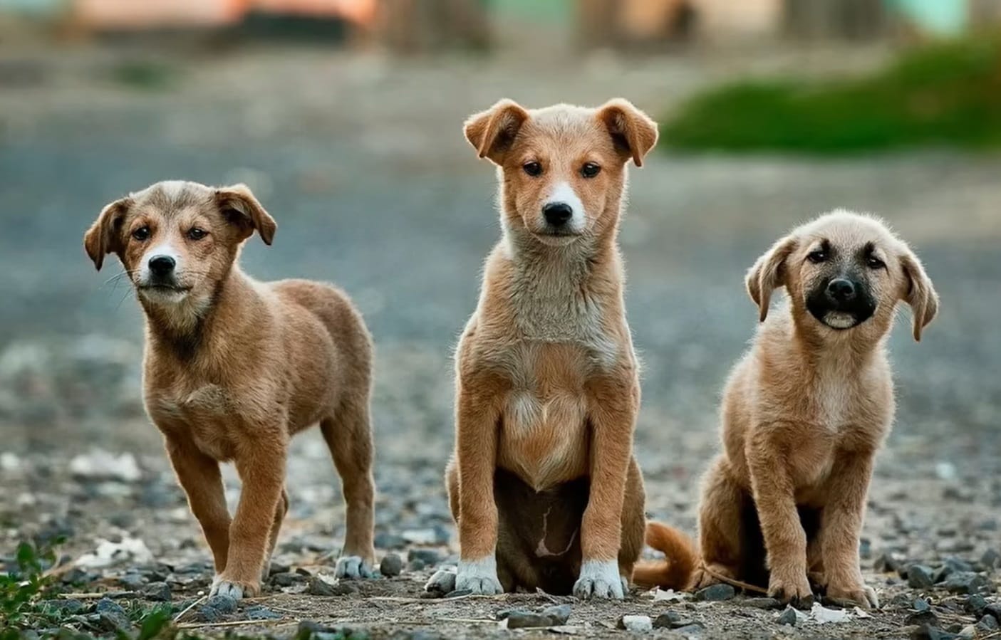 Historia del Día Mundial del Perro