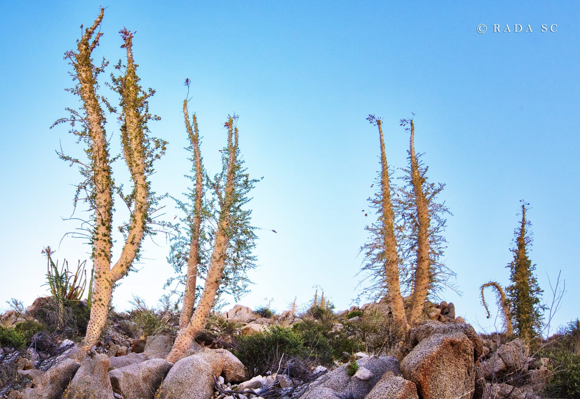 El árbol del cirio.