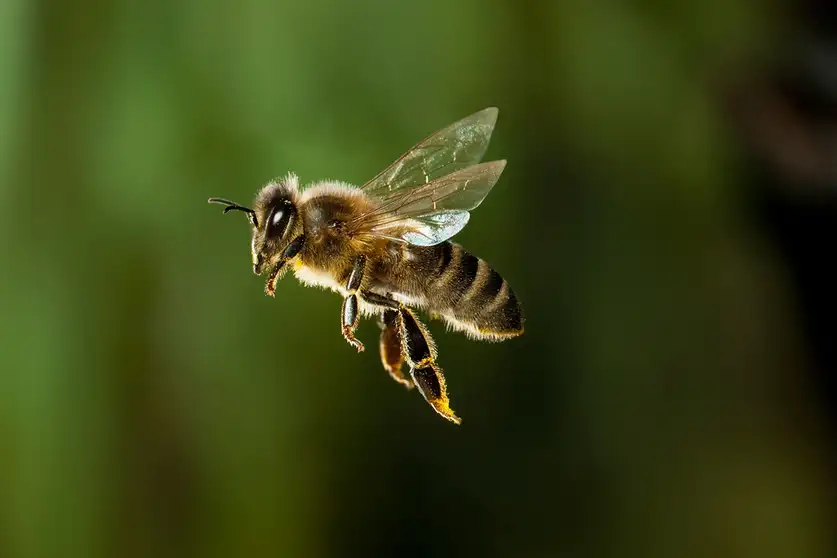 El Mito del Vuelo: Por Qué la Abeja es una Obra Maestra de la Ingeniería y No un Error de la Naturaleza